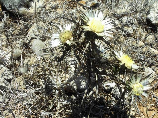 Carlina sicula?